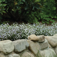 Load image into Gallery viewer, Lobelia Regatta Blue Splash