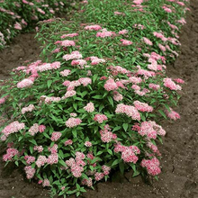 Load image into Gallery viewer, Spirea Gumball