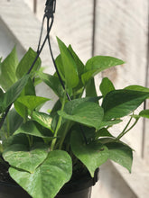 Load image into Gallery viewer, Jade Pothos