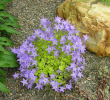 Load image into Gallery viewer, Campanula garganica 'Dickson's Gold'