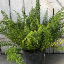 Load image into Gallery viewer, Foxtail Fern