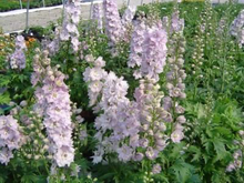 Load image into Gallery viewer, Delphinium x cultorum 'Cherry Fountain'