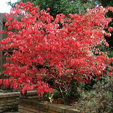 Load image into Gallery viewer, Burning Bush