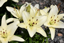 Load image into Gallery viewer, Lilium asiatica 'Tiny Crystal'