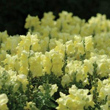 Load image into Gallery viewer, Snapdragon Snapshot™ Yellow