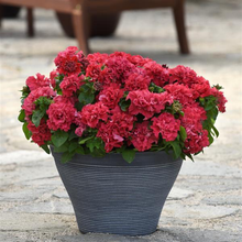 Load image into Gallery viewer, Petunia - Double Cascade Valentine Double