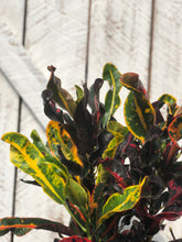 Load image into Gallery viewer, Croton Mammey