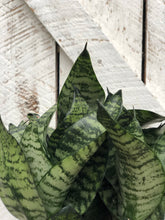 Load image into Gallery viewer, Sansevieria Starpower