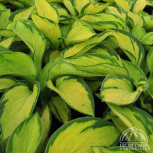 Load image into Gallery viewer, Hosta 'Rainforest Sunrise'