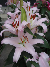 Load image into Gallery viewer, Lilium 'Sunny Bonaire'