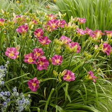 Load image into Gallery viewer, Hemerocallis 'Entrapment'