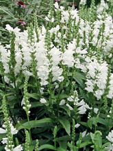 Load image into Gallery viewer, Physostegia virginiana 'Miss Manners'