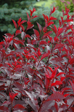 Load image into Gallery viewer, Purpleleaf Sandcherry