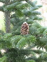 Load image into Gallery viewer, Fraser Fir