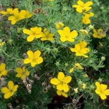 Load image into Gallery viewer, Potentilla Coronation Triumph