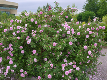 Load image into Gallery viewer, Therese Bugnet Rose