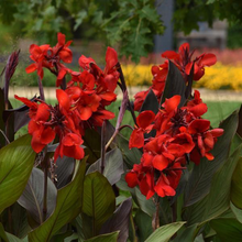 Load image into Gallery viewer, Canna Cannova Bronze Scarlet