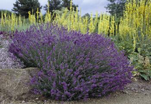Load image into Gallery viewer, Lavandula angustifolia 'Hidcote Blue'