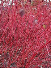 Load image into Gallery viewer, Red Osier Dogwood