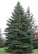 Load image into Gallery viewer, Green Spruce