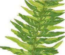 Load image into Gallery viewer, Fern Nephrolepis Tiger