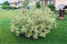 Load image into Gallery viewer, Silver Variegated Dogwood