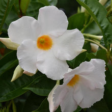 Load image into Gallery viewer, Mandevilla - White
