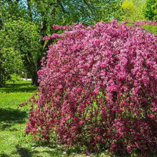 Load image into Gallery viewer, Royal Beauty Flowering Crab