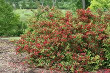 Load image into Gallery viewer, Weigela Red Prince