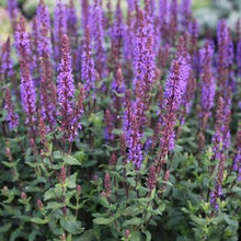 Load image into Gallery viewer, Salvia nemorosa 'Caramia'