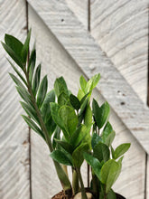 Load image into Gallery viewer, ZZ Plant