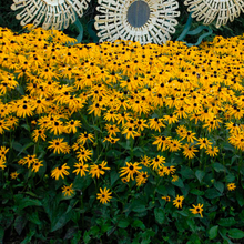Load image into Gallery viewer, Rudbeckia fulgida 'Goldsturm'