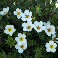 Load image into Gallery viewer, Potentilla McKay's White