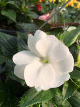 Load image into Gallery viewer, New Guinea Impatiens Basket