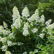 Load image into Gallery viewer, Hydrangea Tardiva