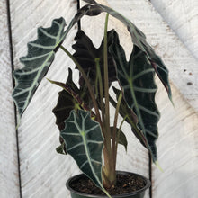 Load image into Gallery viewer, Alocasia Amazonica