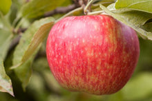 Load image into Gallery viewer, Honeycrisp Apple