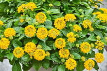 Load image into Gallery viewer, Lantana Havana Gold