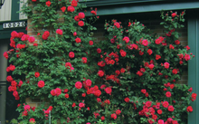 Load image into Gallery viewer, Ramblin' Red Rose