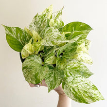 Load image into Gallery viewer, Marble Queen Pothos