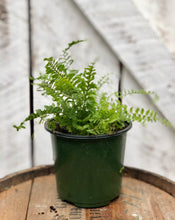 Load image into Gallery viewer, Fluffy Ruffle Fern