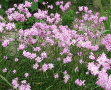 Load image into Gallery viewer, Lychnis Floscuctata 'Jenny'