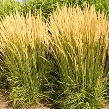 Load image into Gallery viewer, Calamagrostis x acutiflora 'Avalanche'