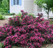 Load image into Gallery viewer, Weigela Rumba