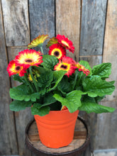 Load image into Gallery viewer, Gerbera Daisy