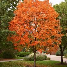 Load image into Gallery viewer, Sugar Maple