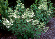 Load image into Gallery viewer, Hydrangea Unique