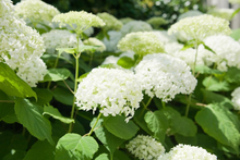 Load image into Gallery viewer, Annabelle Hydrangea
