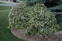 Load image into Gallery viewer, Potentilla Abbottswood