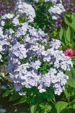 Load image into Gallery viewer, Phlox paniculata 'Flame Blue'